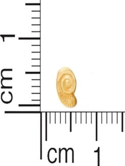 WHP Jewellers Earring For Baby -Gemischtwarenladen Für Damenmode d770685gerd19083312 5